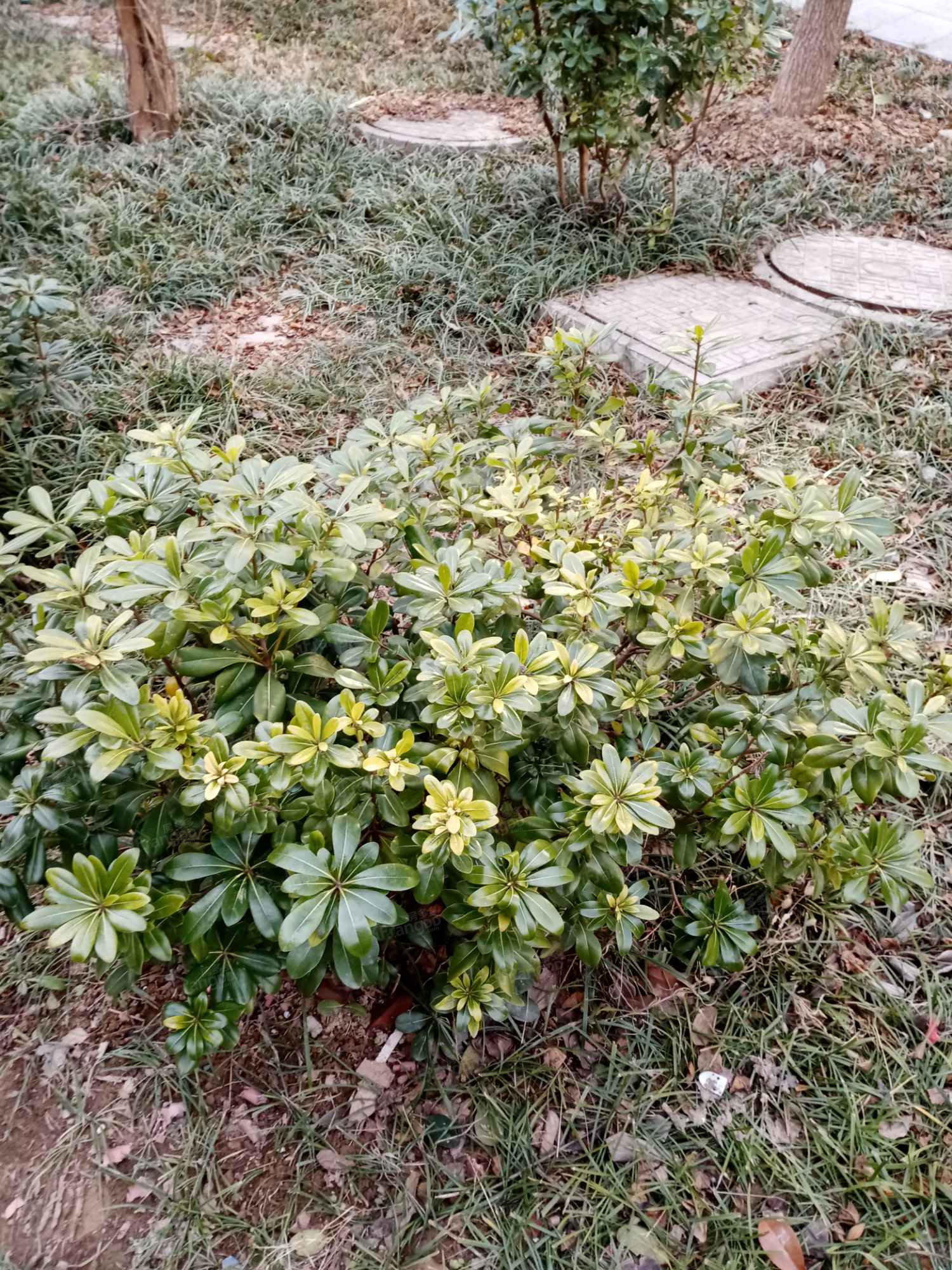 樱花小区BCDE区小区图片