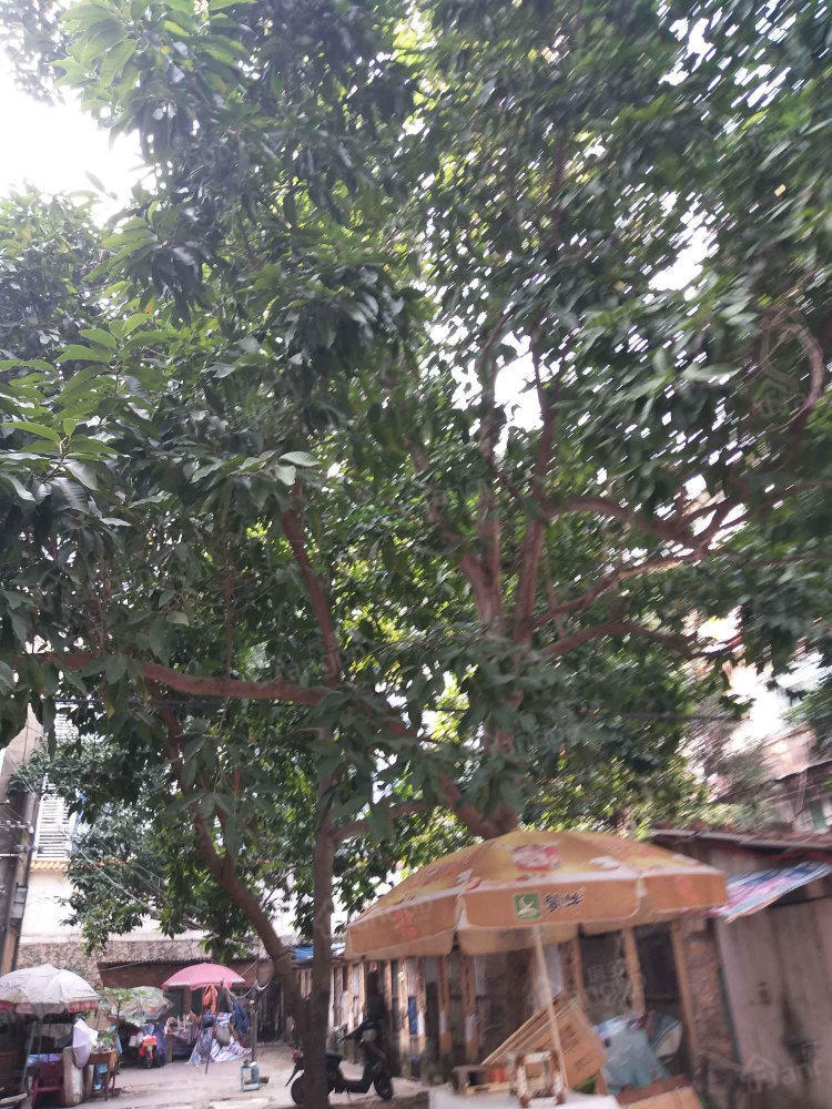 合成纤维厂职工住宅楼小区图片