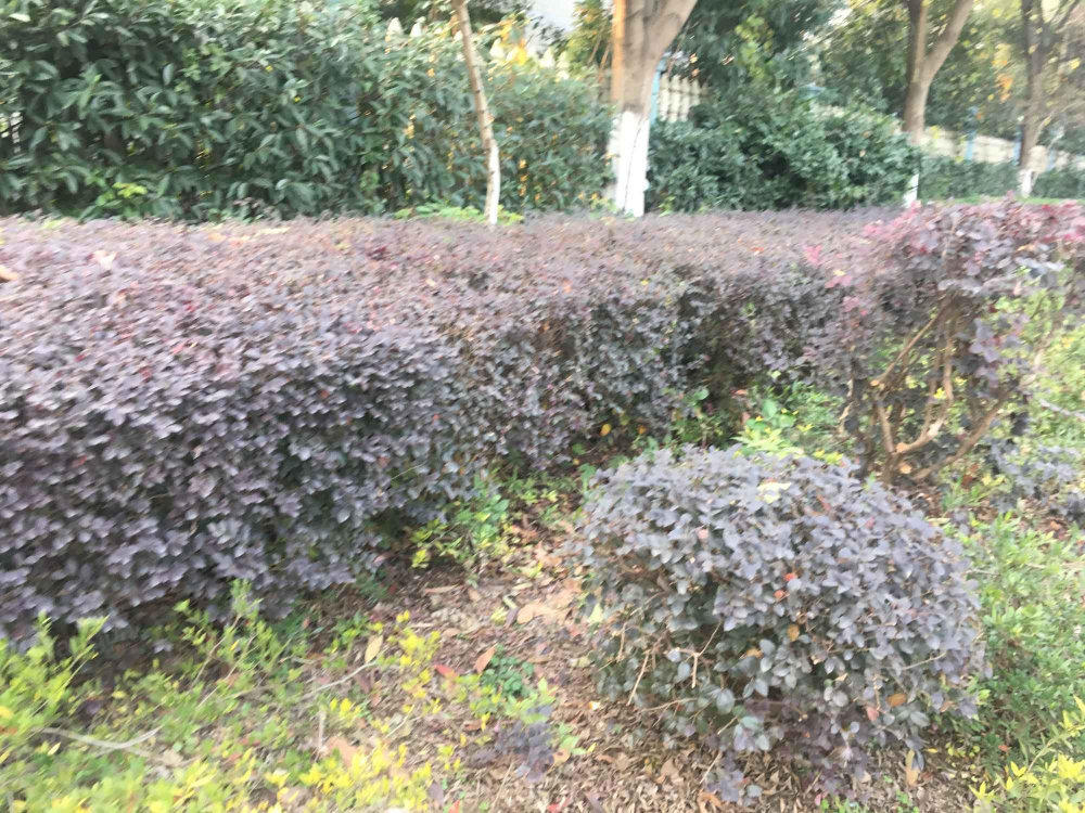 水荷塘小区小区图片