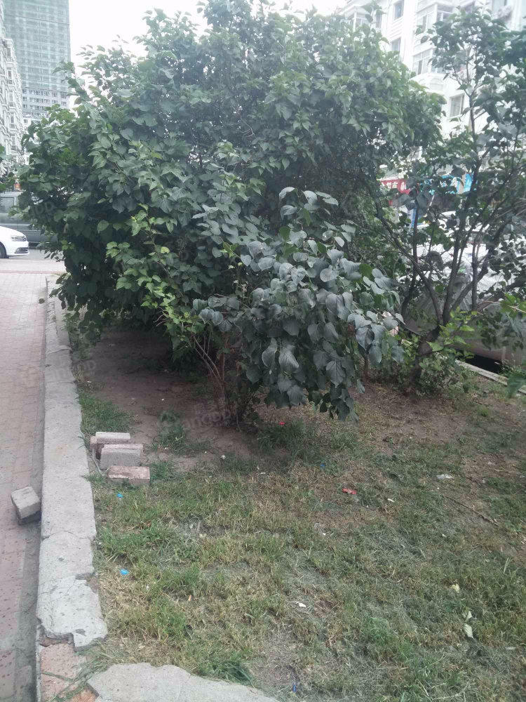 花园小区(双城区)小区图片