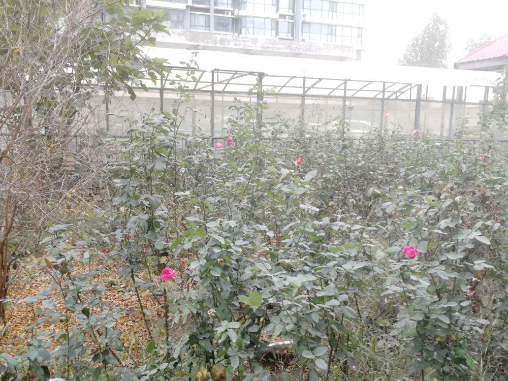 京州幸福城小区图片