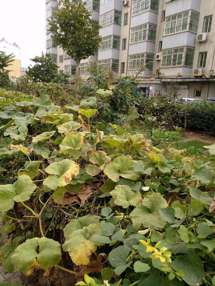 宏伟家园小区图片