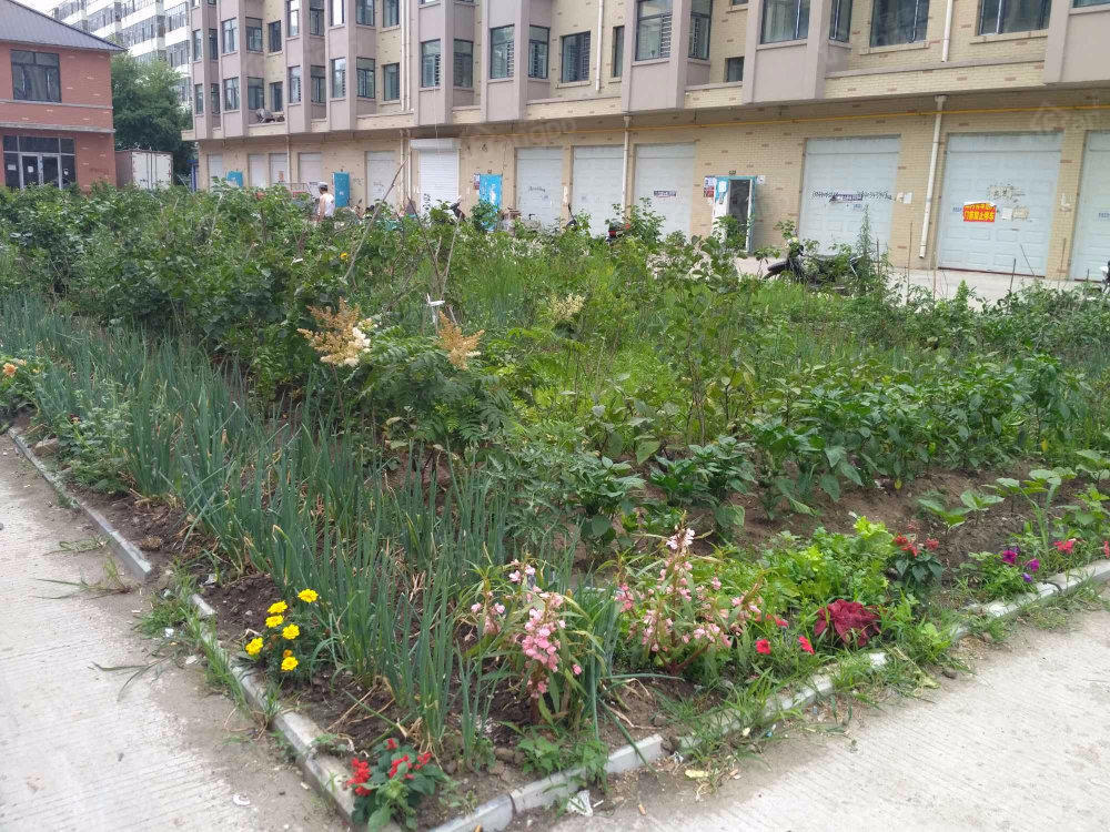 江畔花园(一期)小区图片