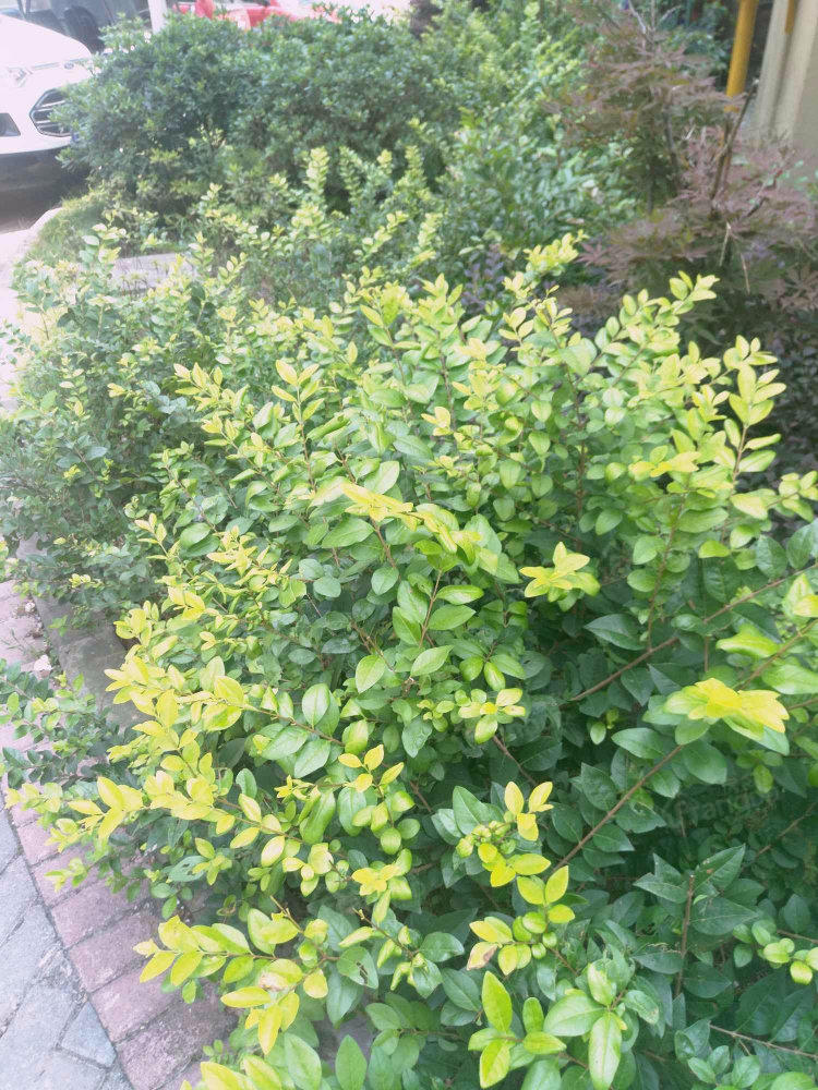 北碚书香雅苑小区图片