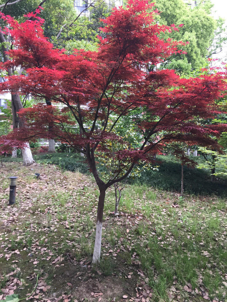 锦程之星小区图片