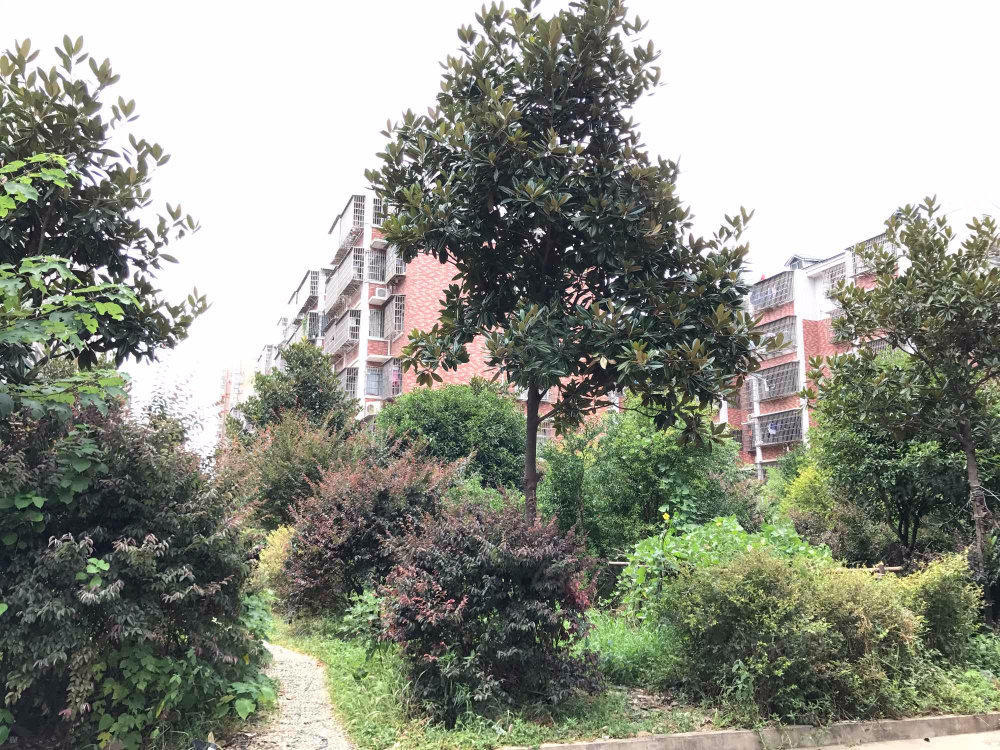 月湖小区二期小区图片