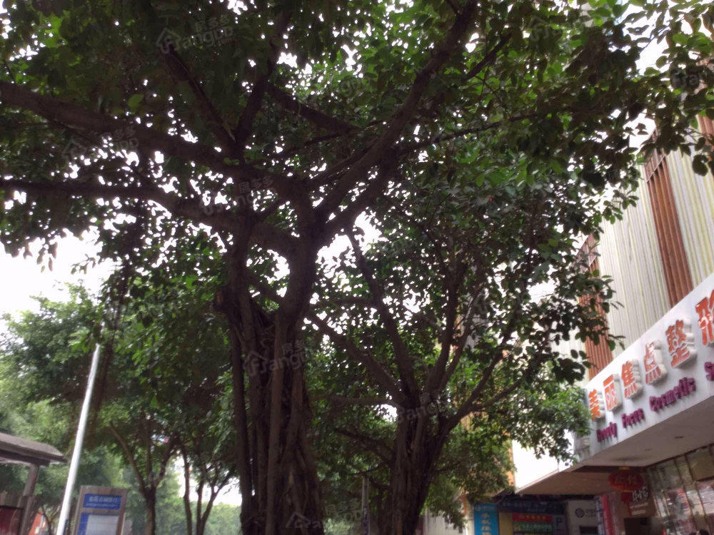 南风机器总厂东生活区小区图片