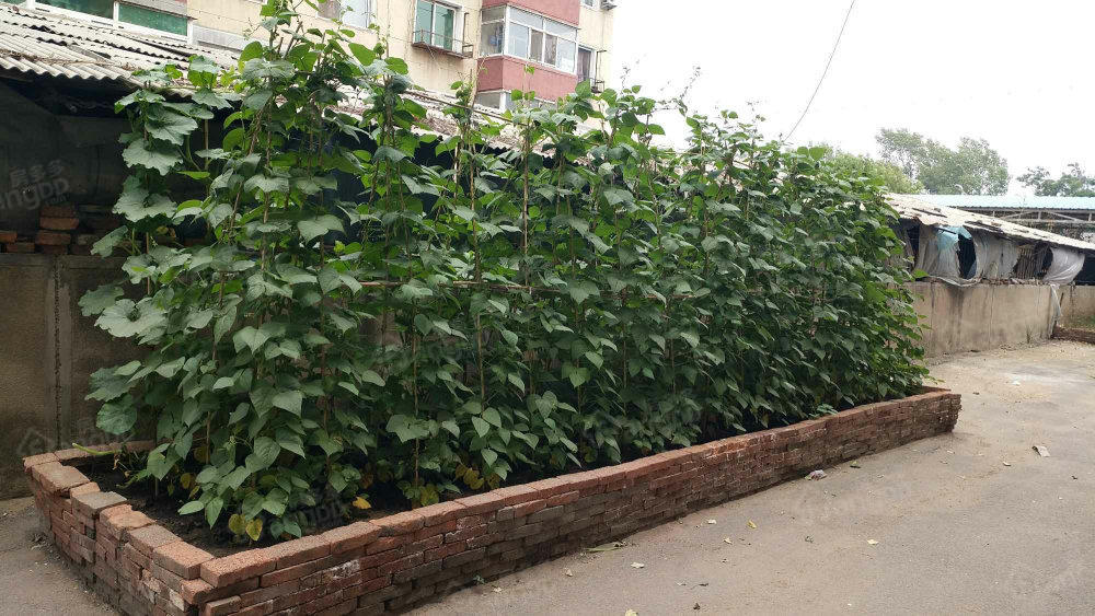 体校家属楼小区图片