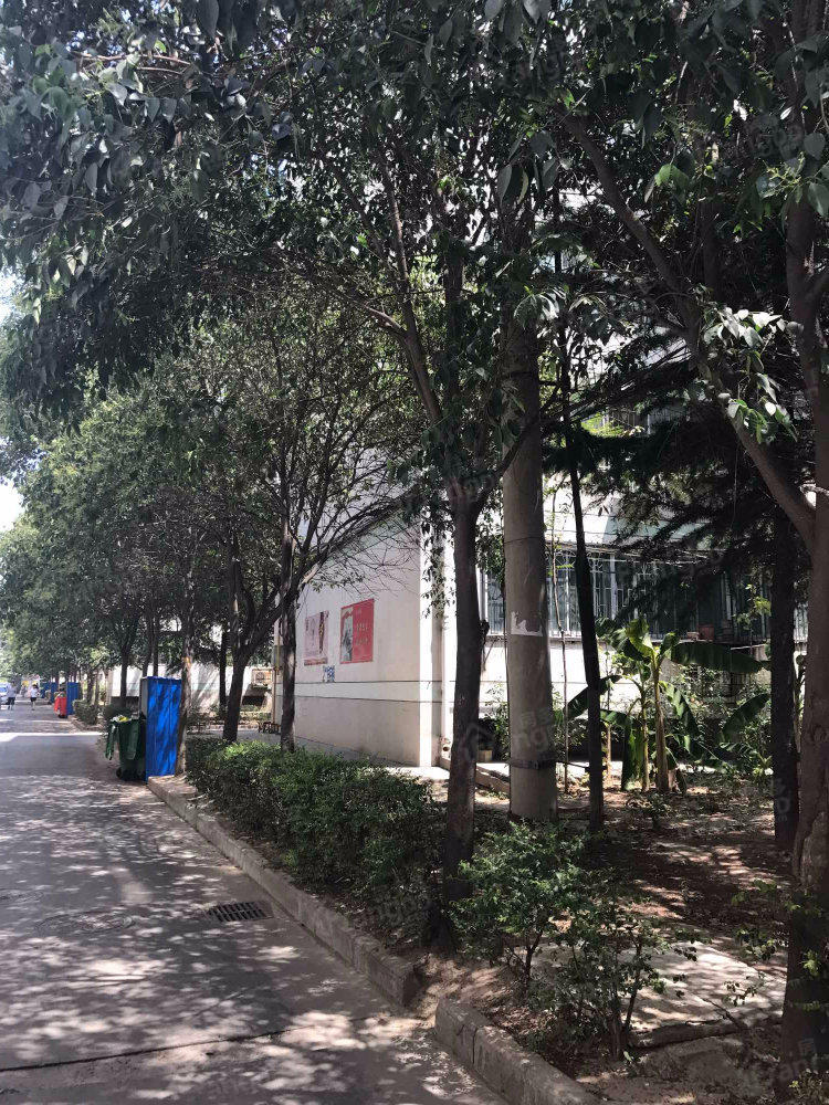 柳林花园图片