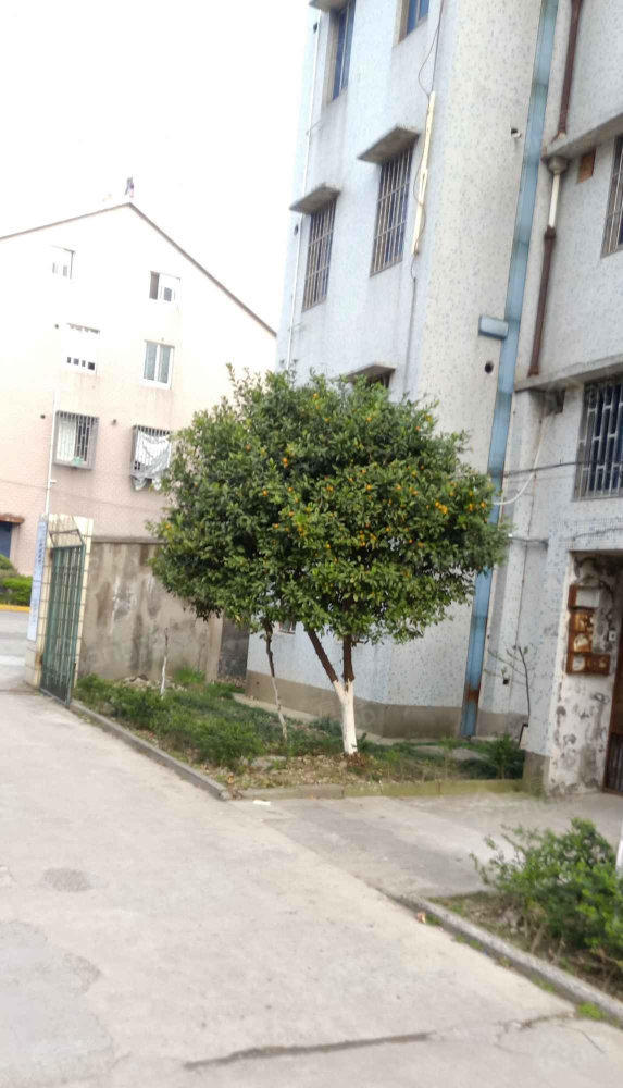 桐高新村小区图片