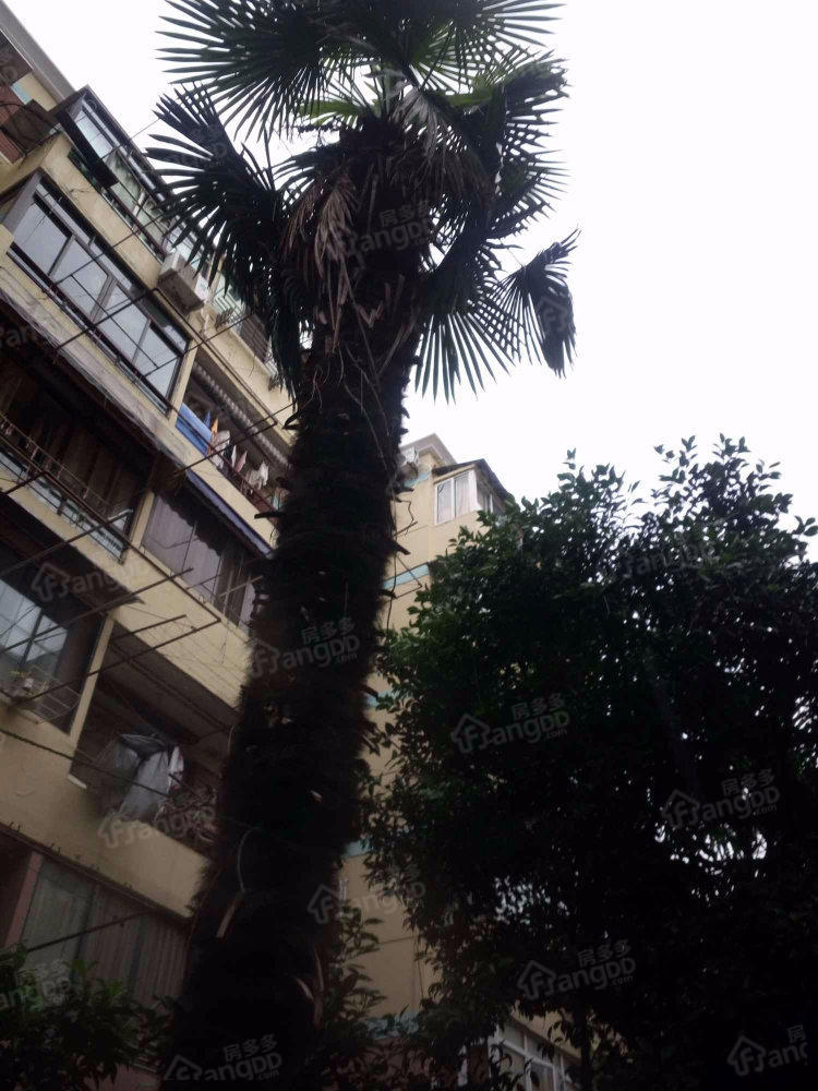番禺路323号小区图片
