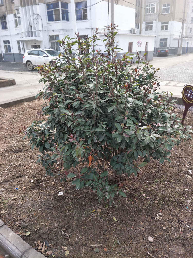 工人村四分会小区图片