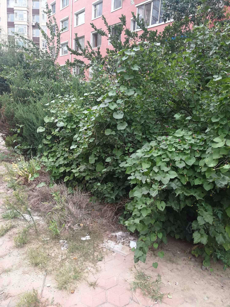 政府小区小区图片