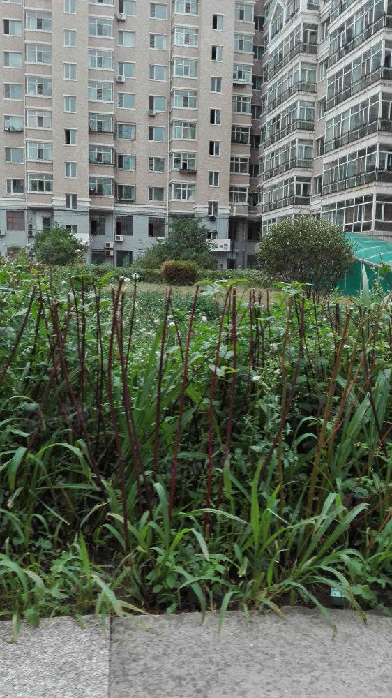 果园星城(D区)小区图片