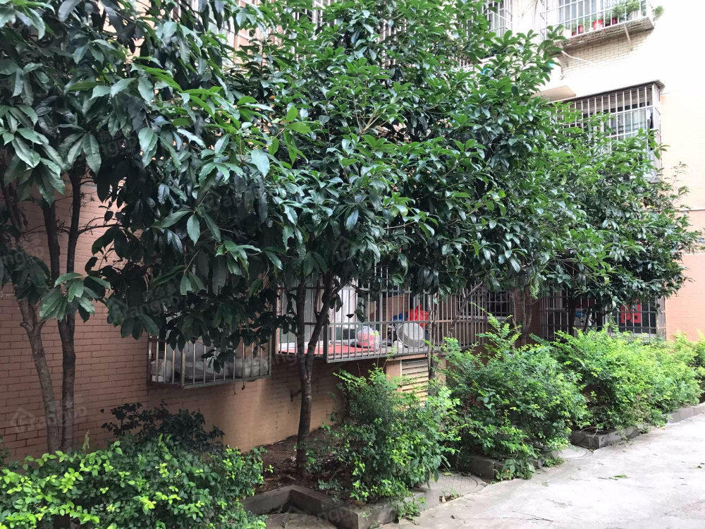 刘家冲公寓小区图片