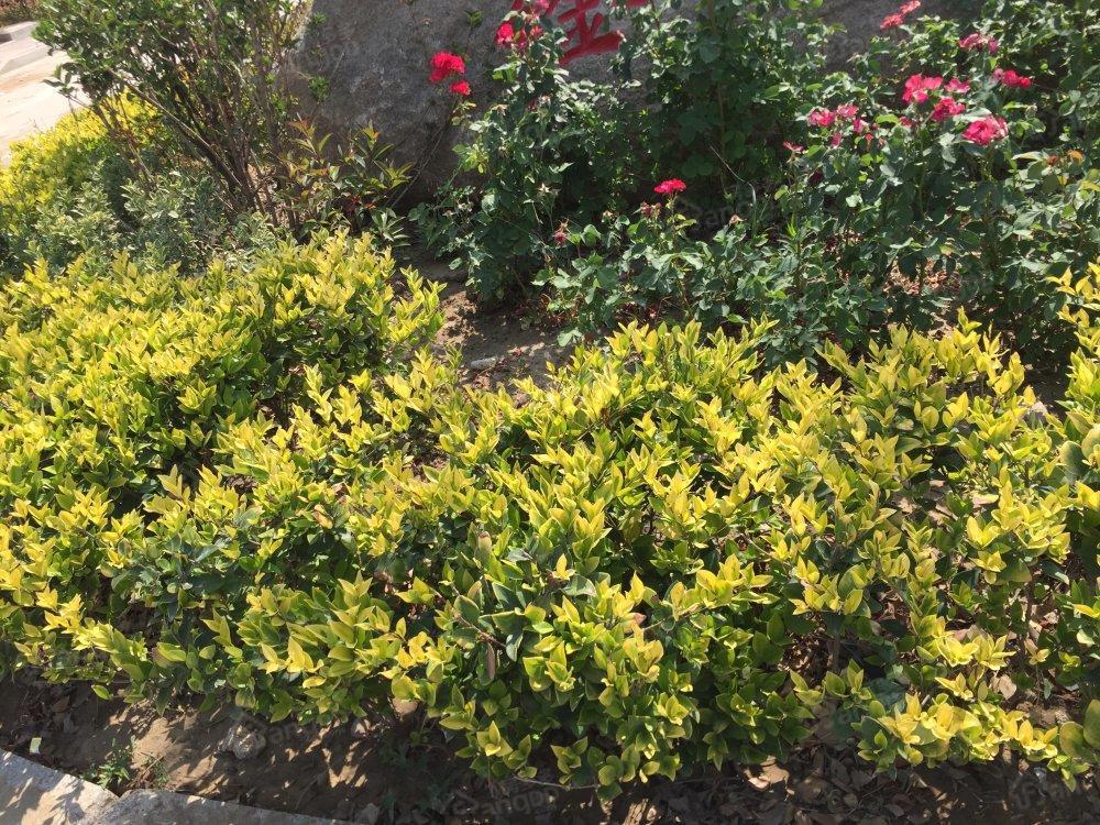 鑫汇丽都小区图片