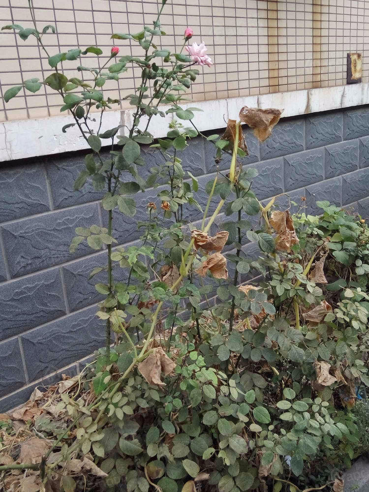军华楼小区图片