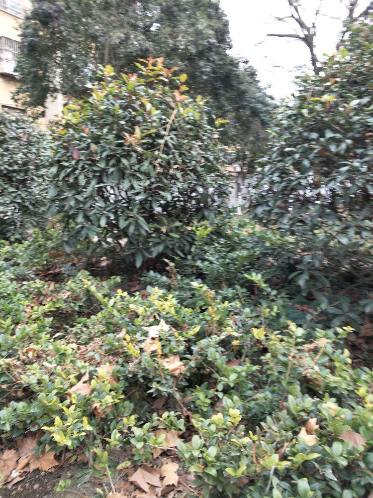 西苑路1-18号小区小区图片
