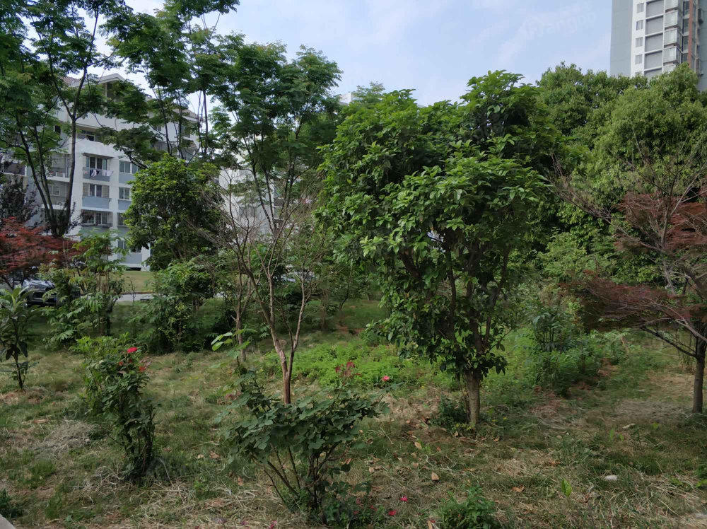 凤凰家园丹凤苑小区图片