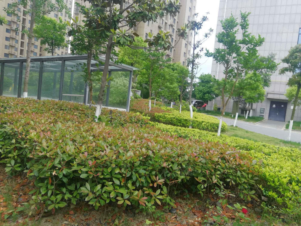 楠沁花园小区图片