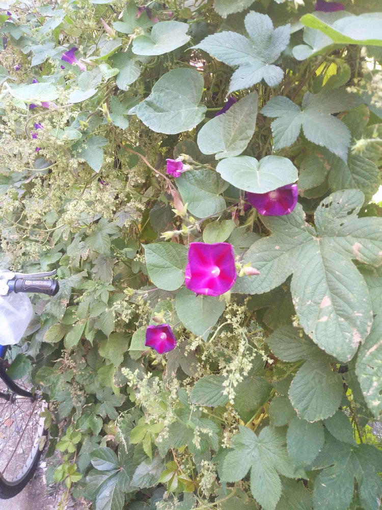 新世纪花园小区图片