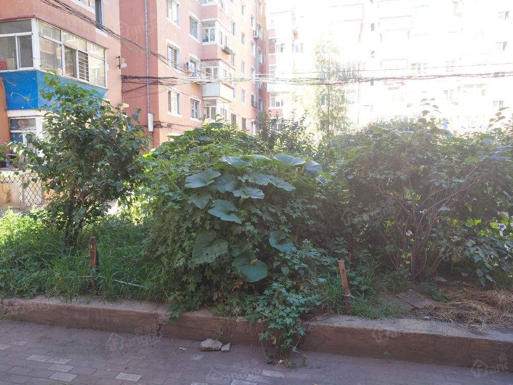 哈一机第八区楼房小区图片