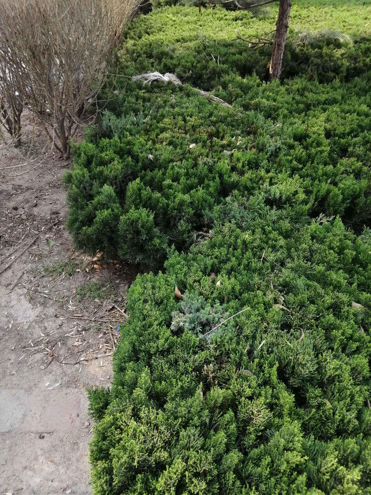凤凰湖小区图片