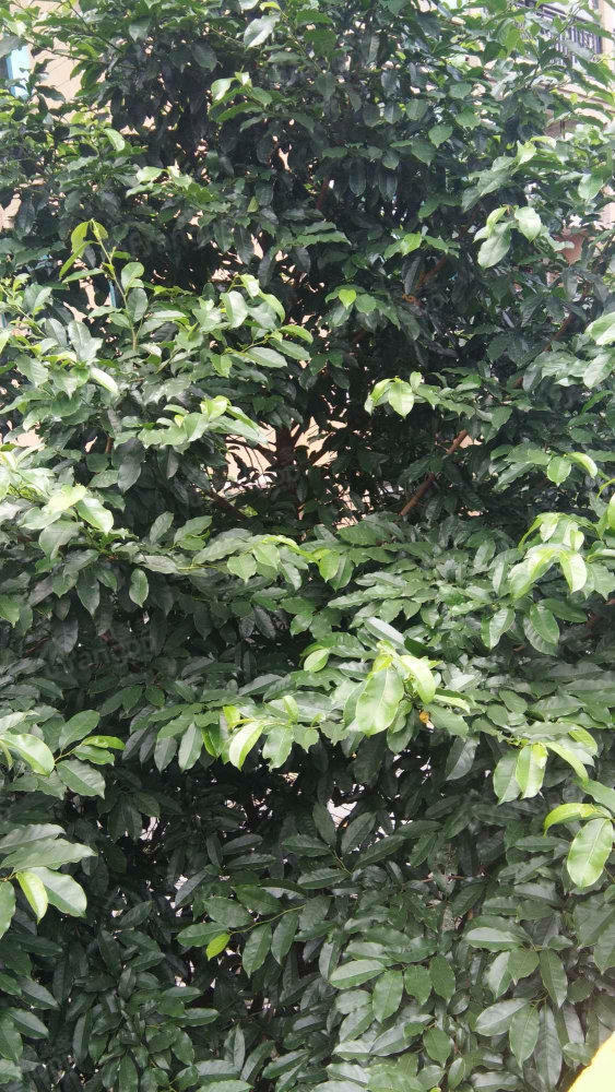 恒大名都小区图片