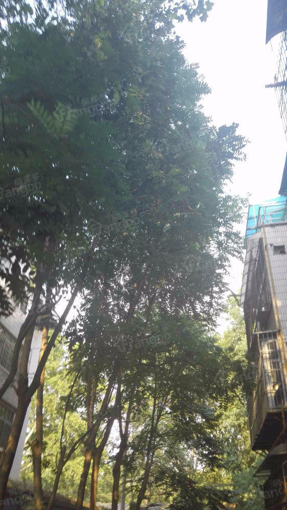 石榴小院小区图片