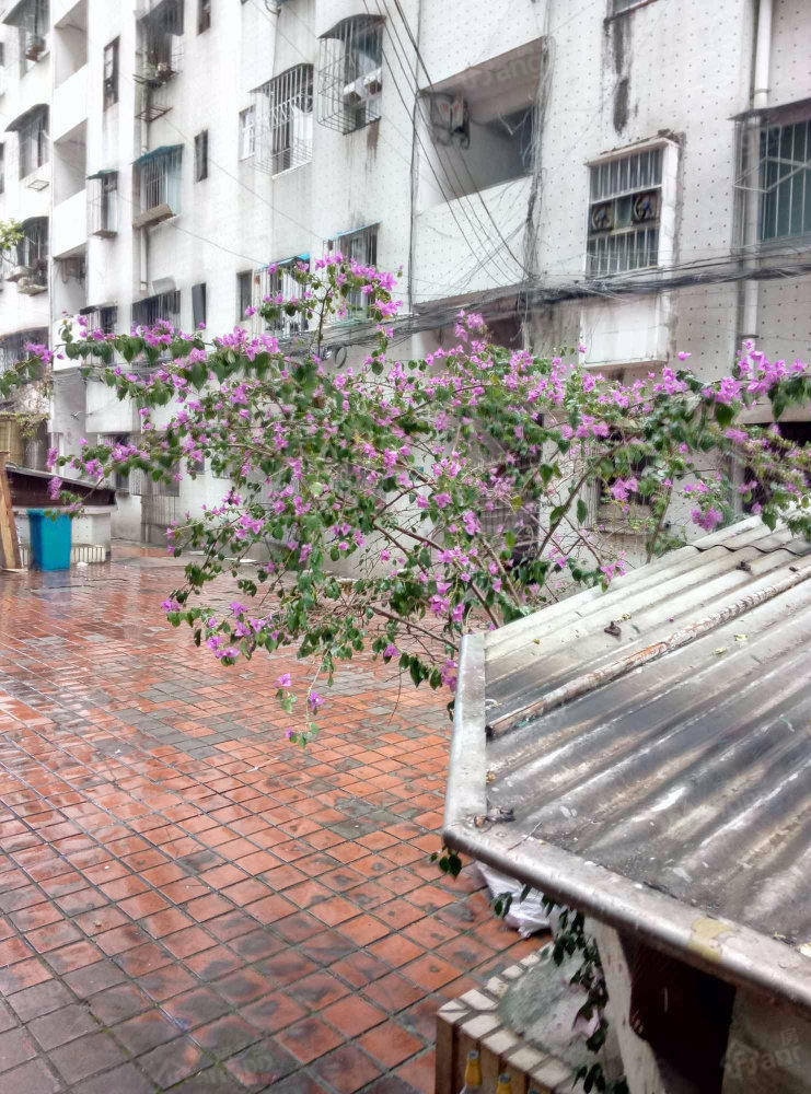 银兴商住楼小区图片