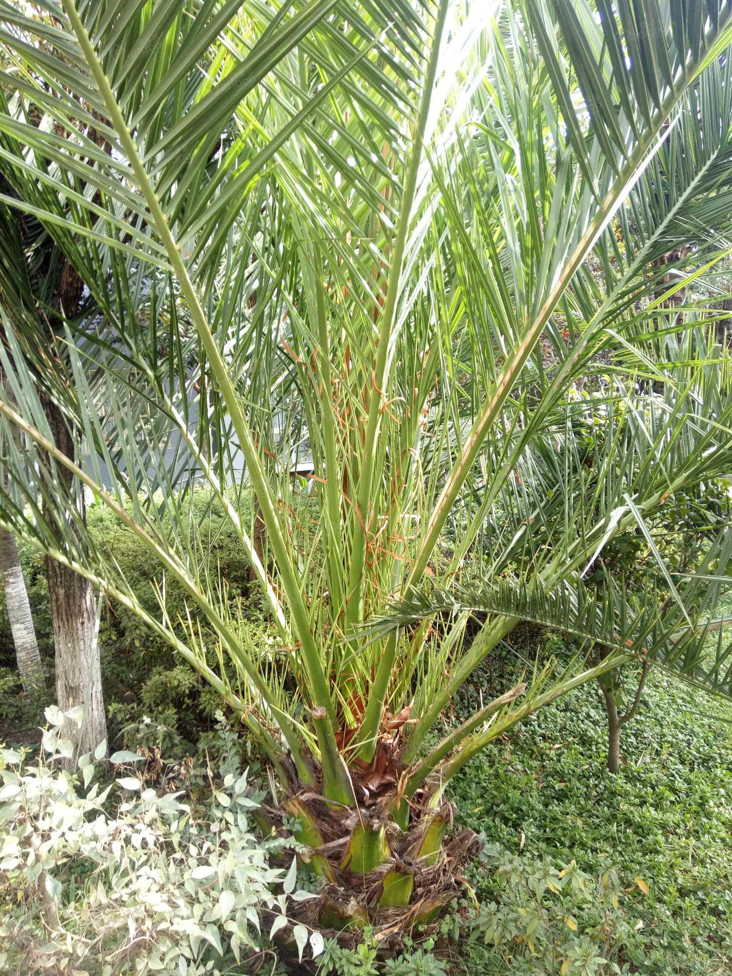 樱花语阳光里小区图片