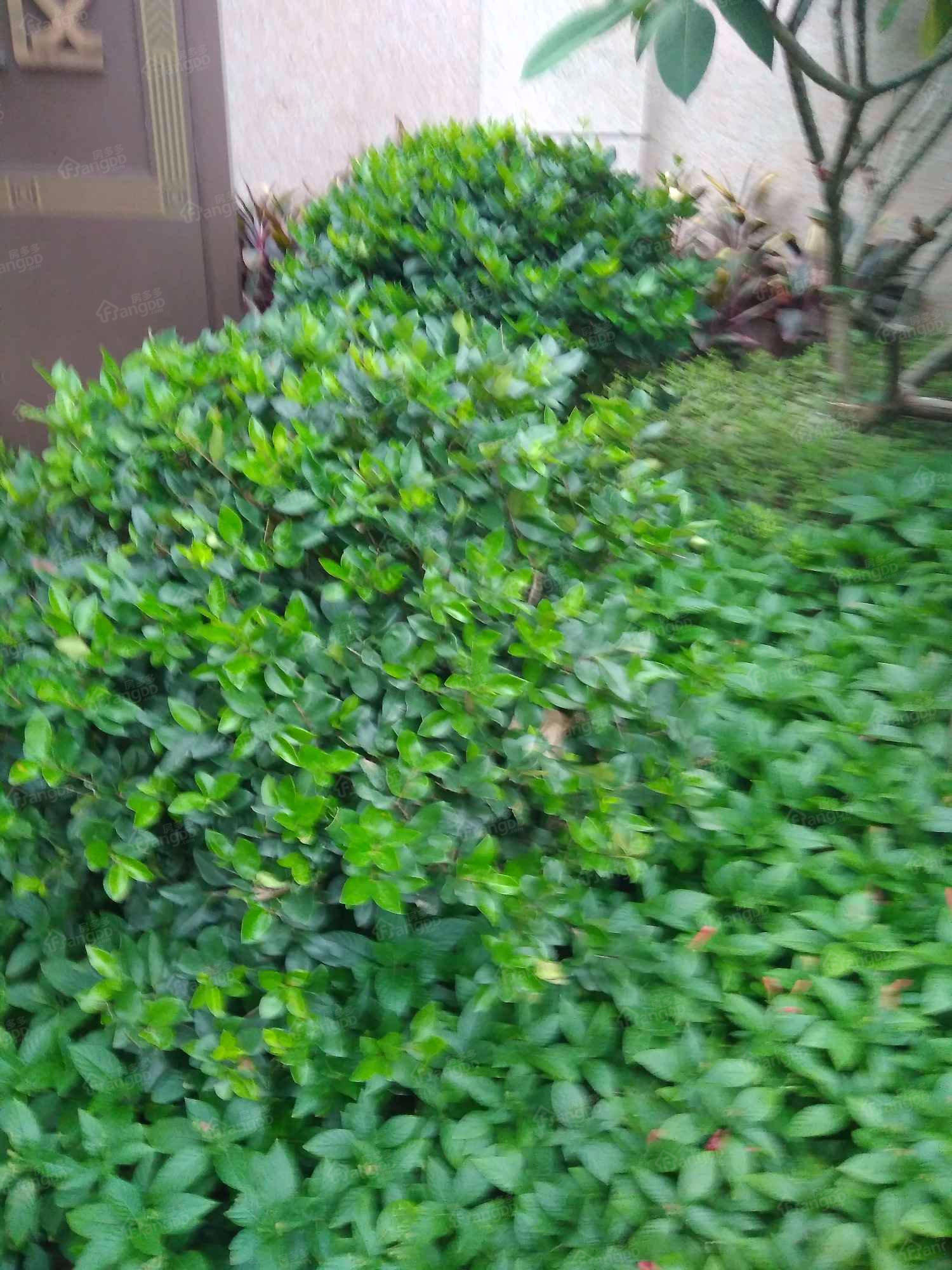融侨锦江悦府花园南区A区小区图片