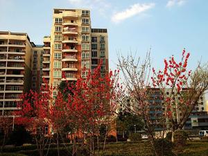 梅园南路小区小区图片